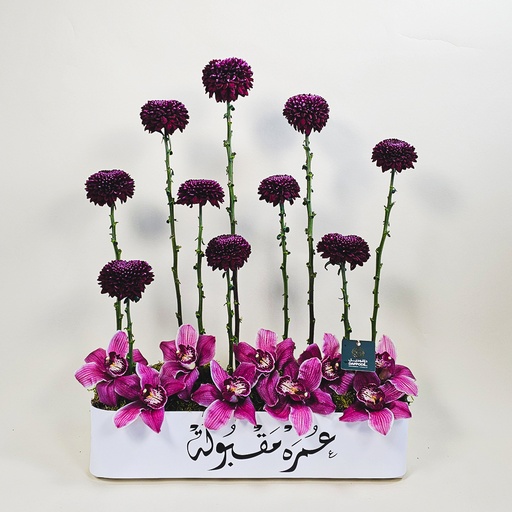 Nisaflor Omra Maqbola 